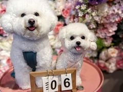 -百好乐宠物友好餐厅(朝外大街店)