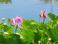 -莲花池公园