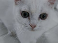 -喵的天空名猫咖啡馆·撸猫·猫舍·用品