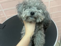 -FAELING PETS美天灵宠物(合生汇店)