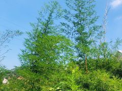 -仙岳公园