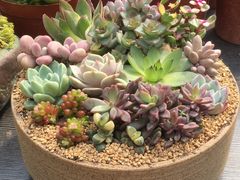 -三圣花乡旅游区