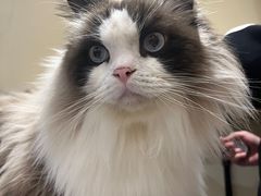 -滚猫咖啡·猫咖·猫友好撸猫(未来城店)