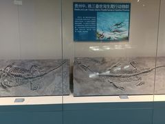 -安徽省地质博物馆