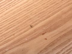 -泸溪河桃酥(秦淮夫子庙一店)