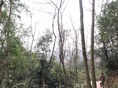 -都江堰中华大熊猫苑