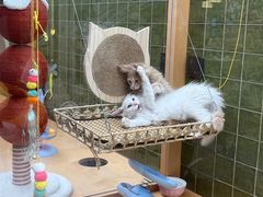 -帕帕拉兹宠物(亚洲旗舰店)