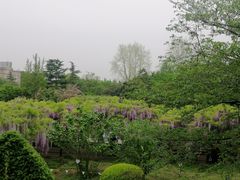 -嘉定紫藤园