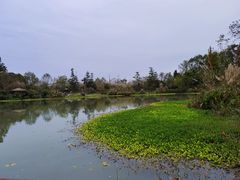 -桤木河湿地公园