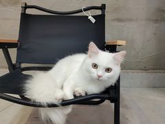 -Heymao猫咖.咖啡厅(东门店)