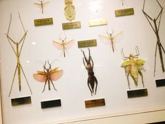 -上海昆虫博物馆