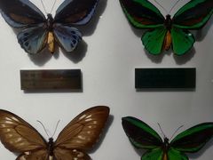 -上海昆虫博物馆