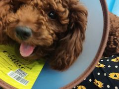 -美联众合动物医院(·中兽医·疑难杂症·严家桥分院)