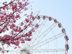 -顾村公园