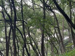 -南山植物园
