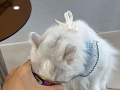 -共舞时光猫咖·狗咖(新街口店)