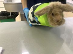 -爱侣宠医·鹦鹉专科·小型哺乳类·异宠专科(灵石路店)