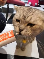 -众刺纹画·纹身·穿孔饰品·海娜定制