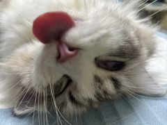 -乐琪宠物医院·犬猫专科·骨外科·急重症