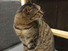 -猫的天空之城概念书店(杭州南宋御街店)