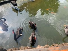 -海南热带野生动植物园