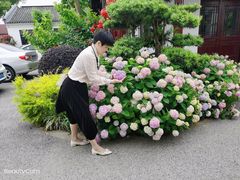 -鹅湖玫瑰文化园
