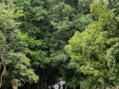-上海滨江森林公园