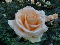 -人民公园(罗湖区)