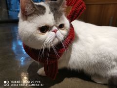 -PETKIT 小佩宠物·低压洗护·美容·寄养(安远店)