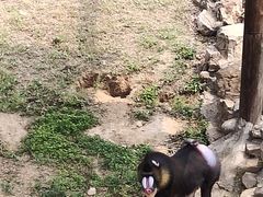 -石家庄市动物园