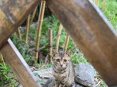 -静安公园(静安寺街道)