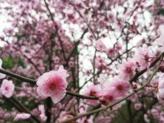 -南山植物园