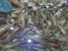 -聚盛源蒸汽海鲜火锅烤肉自助(巨川金海岸购物广场店)