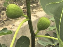 -嘉北郊野公园