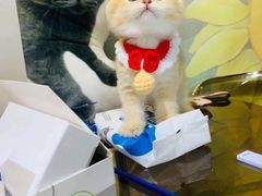 -欣宠猫屋·矮脚拿破仑·蓝金金渐层