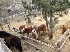 -石家庄市动物园