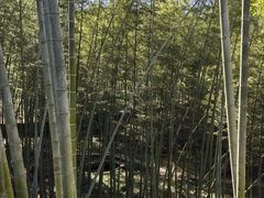 -潜山国家森林公园