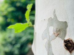 -重庆市江北嘴中央商务区中央公园