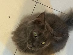 -平行世界·猫咖(首经贸店)