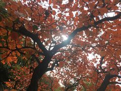 -嵩山少林文化旅游景区