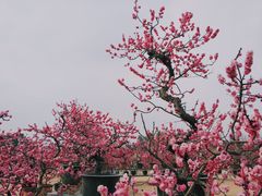 -秀丽东方