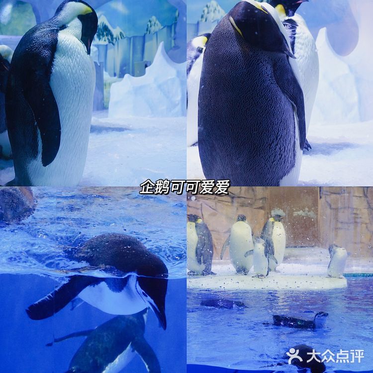 亲子｜成都海昌极地海洋公园不可错过的项目