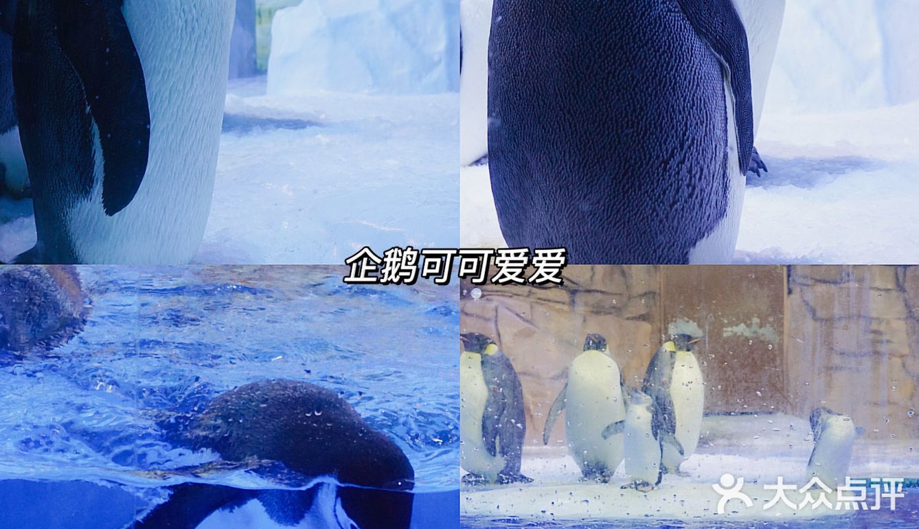 亲子｜成都海昌极地海洋公园不可错过的项目