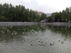 iphone_upload_pic-宗角禄康公园