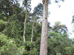-海南热带雨林国家公园吊罗山景区