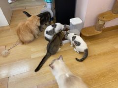 -猫咪派对(江南西店)
