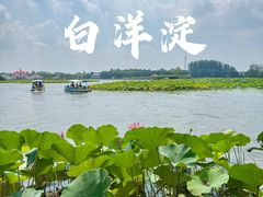 -白洋淀景区