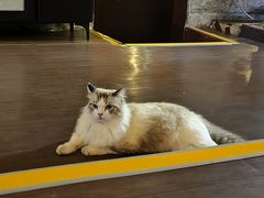 -猫岛主趣味餐厅(鼓浪屿店)