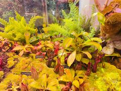 -中国科学院西双版纳热带植物园