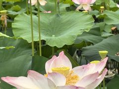 -陶辛水韵